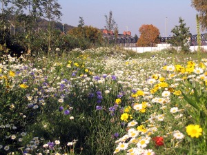 Flower meadow